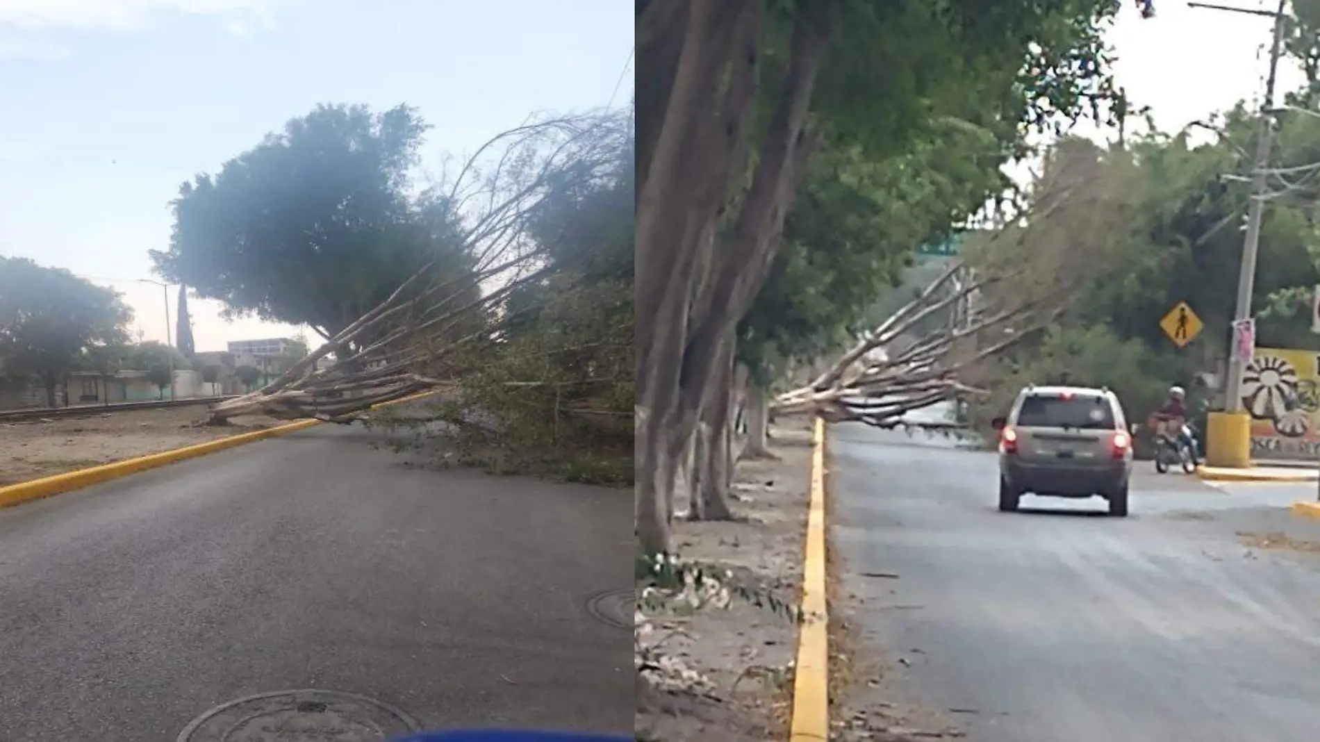 ráfagas de viento tiran arboles en tehuacán